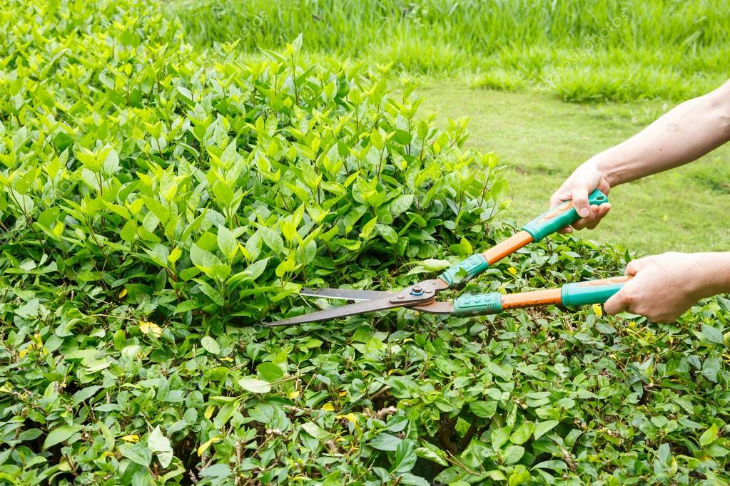 Taille des haies par un jardinier